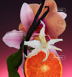 Daily Refresh Set Q0